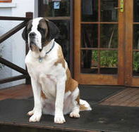 St Bernards Hotel - Restaurants Sydney