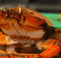 River Cottage Restaurant - Restaurants Sydney