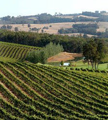 Brookhampton Estate Vineyard - Restaurants Sydney 1