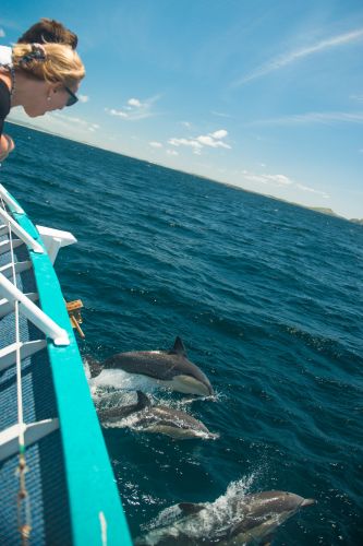 Moonshadow–TQC Cruises - Restaurants Sydney 3