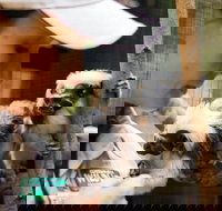 Animal Training and Conditioning - September - Restaurants Sydney