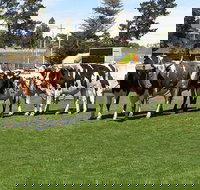 Brighton Show - Restaurants Sydney