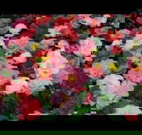 Camellia's Australia National Camellia Show - Restaurants Sydney