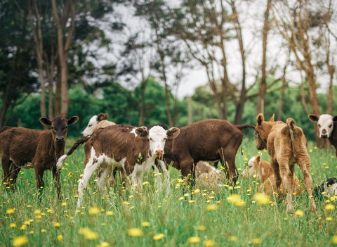 Farmgate Festival - Restaurants Sydney 0