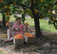 Fruit Bottling Sessions at Rayner's Orchard - Restaurants Sydney
