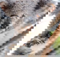 Meet the Stars of the Livestreams - Restaurants Sydney