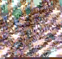 Meeniyan Garlic Festival - Restaurants Sydney