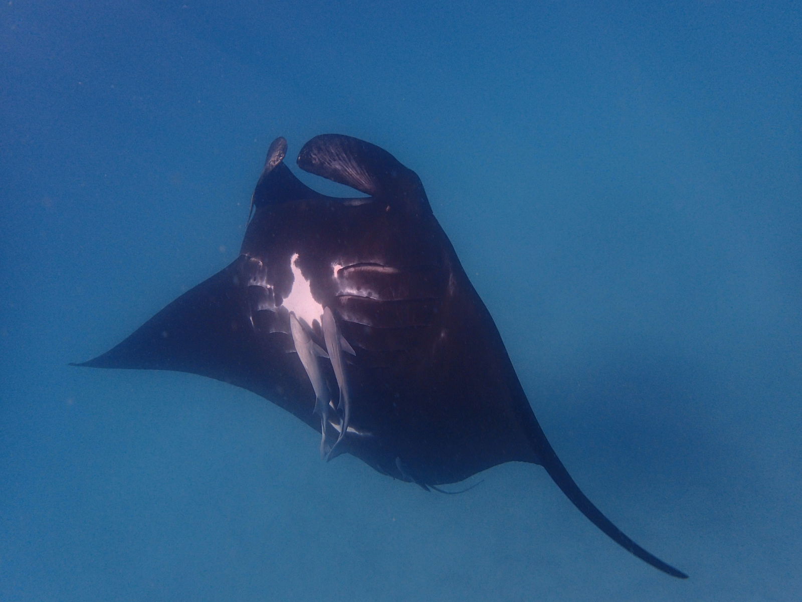 East Carnarvon WA Restaurants Sydney