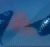 Project Manta Ningaloo Reef Western Australia - Restaurants Sydney