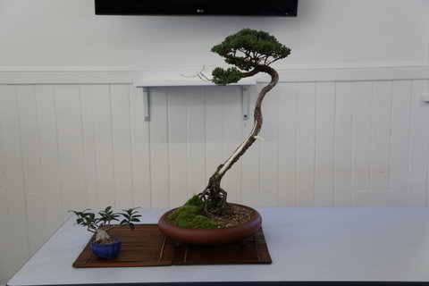 Wauchope Bonsai Workshop Group - Restaurants Sydney 0