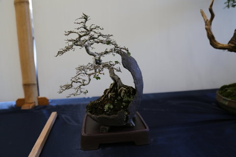 Wauchope Bonsai Workshop Group - Restaurants Sydney 1