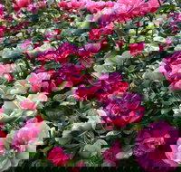 2020 Woolmers Estate Festival of Roses - Restaurants Sydney