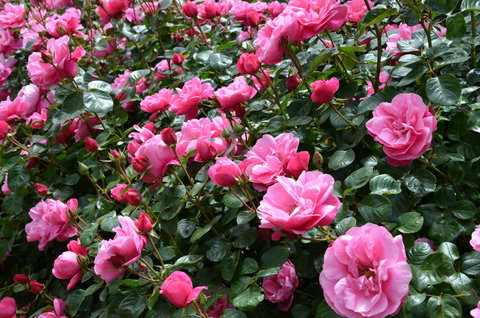 2020 Woolmers Estate Festival Of Roses - Restaurants Sydney 0