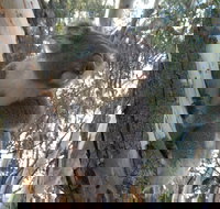 Annual Koala Count - Restaurants Sydney