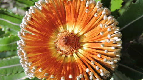 Australian Flora: Past, Present And Future - Restaurants Sydney 1