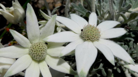 Australian Flora: Past, Present And Future - Restaurants Sydney 2