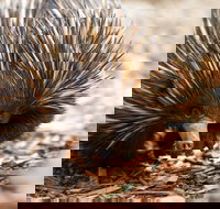 Aussie Wildlife Course - July/August/September - Restaurants Sydney