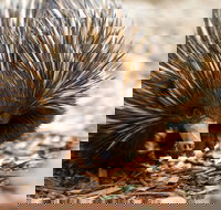 Aussie Wildlife Course - October Condensed Weekend Course - Restaurants Sydney