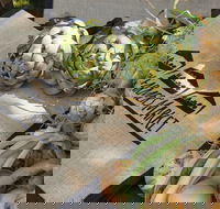 Blayney Farmers' Market - Restaurants Sydney