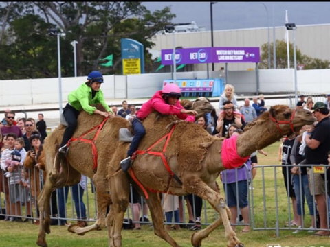 Camel Races At Gosford Showgrounds - Restaurants Sydney 0
