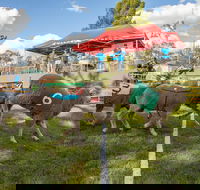 Caragabal Sheep Races - Restaurants Sydney