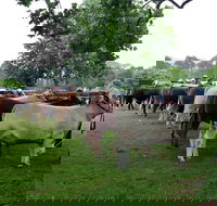 Dorrigo Agricultural Show - Restaurants Sydney