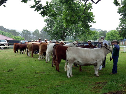 Dorrigo Agricultural Show - Restaurants Sydney 0