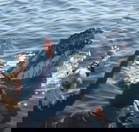 Eden Whale Festival - Restaurants Sydney