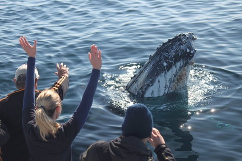 Eden Whale Festival - Restaurants Sydney 0