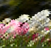 Floriade Reimagined - Restaurants Sydney