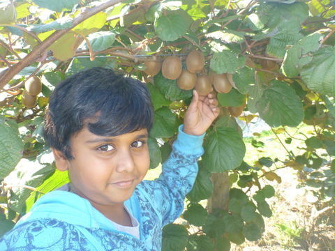Fruit Taste Adventure Tours - Restaurants Sydney 1