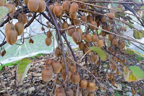 Fruit Taste Adventure Tours - Restaurants Sydney 2