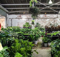 Newcastle - Huge Indoor Plant Warehouse Sale - Christmas Bonanza - Restaurants Sydney