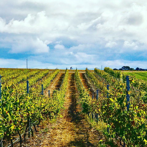 Peter Teakle Wines - Restaurants Sydney 1