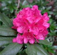 Rhododendrons at Brangayne - Restaurants Sydney