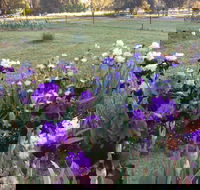 Riverina Iris Farm Open Garden and Iris Display - Restaurants Sydney