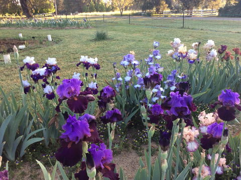 Riverina Iris Farm Open Garden And Iris Display - Restaurants Sydney 0