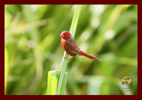 Spring Into Finches And Softbills - Restaurants Sydney 0