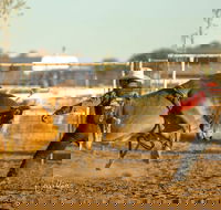 Walgett Charity Bushman's Carnival Rodeo and Campdraft - Restaurants Sydney