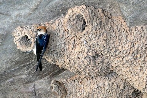 2020 Katherine Bird Festival - Restaurants Sydney 0