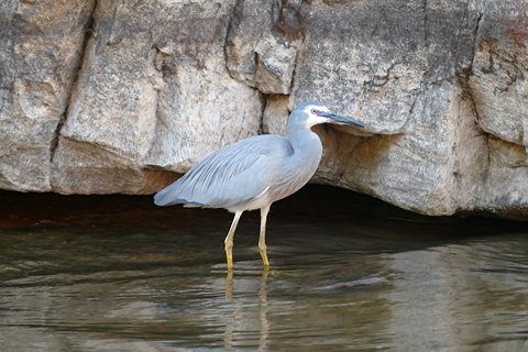 2020 Katherine Bird Festival - Restaurants Sydney 1
