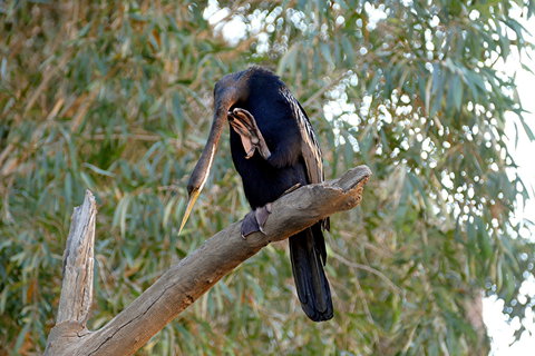 2020 Katherine Bird Festival - Restaurants Sydney 2