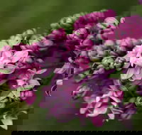 69th Annual Goulburn Lilac City Festival - Restaurants Sydney
