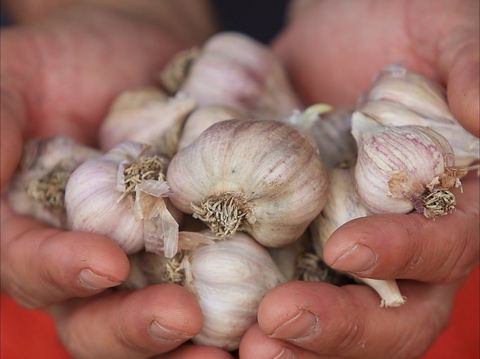 Armidale Farmers' Market - Restaurants Sydney 0