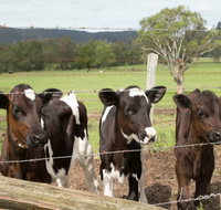 Bandon Grove Farm Tours - Restaurants Sydney
