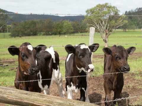 Bandon Grove Farm Tours - Restaurants Sydney 0