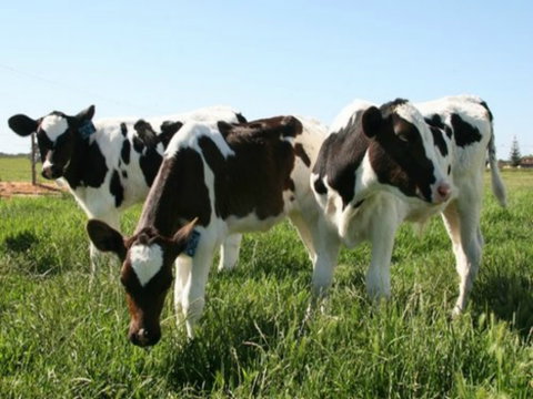 Bandon Grove Farm Tours - Restaurants Sydney 2
