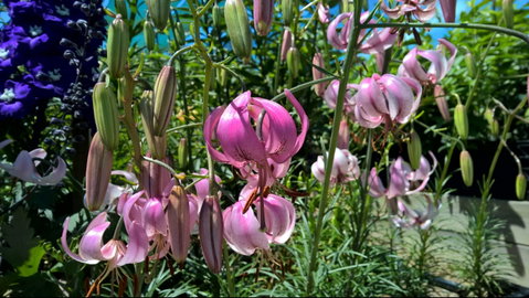 Burnie Lilium Show - Restaurants Sydney 1