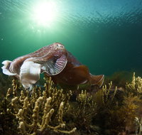 Cuttlefish Diving  Snorkeling EVERYDAY May -August - Restaurants Sydney