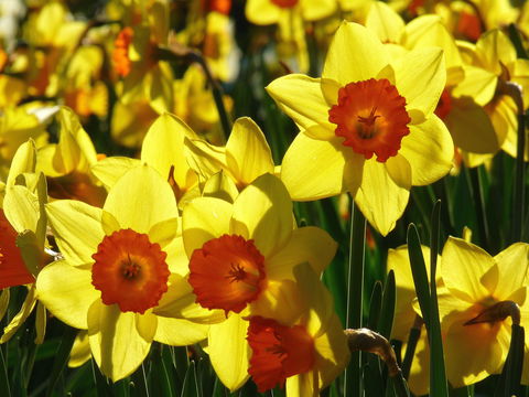 Daffodils At Rydal - Restaurants Sydney 1